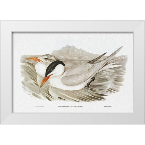 Seabird Pairing VI White Modern Wood Framed Art Print by Gould, Elizabeth