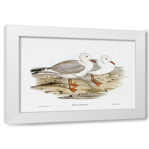 Seabird Pairing VII White Modern Wood Framed Art Print by Gould, Elizabeth