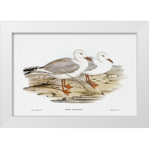 Seabird Pairing VII White Modern Wood Framed Art Print by Gould, Elizabeth
