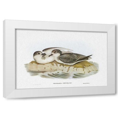 Seabird Pairing VIII White Modern Wood Framed Art Print by Gould, Elizabeth