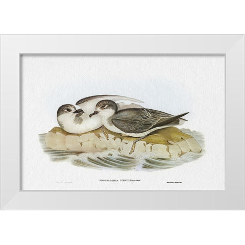Seabird Pairing VIII White Modern Wood Framed Art Print by Gould, Elizabeth