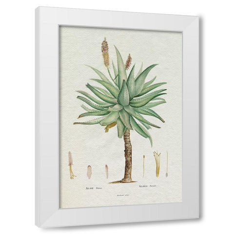 Redoute Succulent I White Modern Wood Framed Art Print by Redoute, Pierre