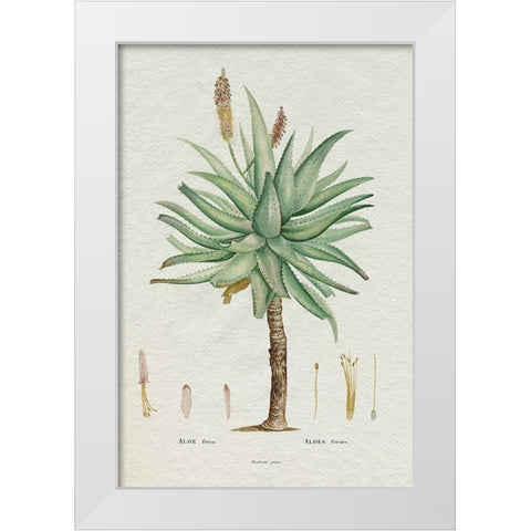 Redoute Succulent I White Modern Wood Framed Art Print by Redoute, Pierre