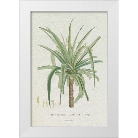 Redoute Succulent II White Modern Wood Framed Art Print by Redoute, Pierre