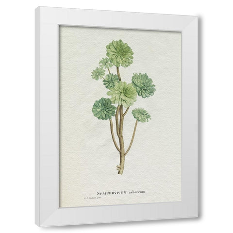 Redoute Succulent III White Modern Wood Framed Art Print by Redoute, Pierre