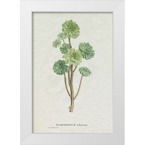 Redoute Succulent III White Modern Wood Framed Art Print by Redoute, Pierre