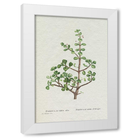 Redoute Succulent IV White Modern Wood Framed Art Print by Redoute, Pierre