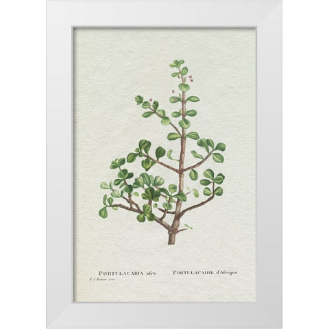 Redoute Succulent IV White Modern Wood Framed Art Print by Redoute, Pierre