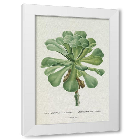 Redoute Succulent V White Modern Wood Framed Art Print by Redoute, Pierre