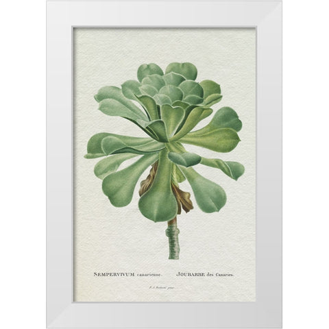 Redoute Succulent V White Modern Wood Framed Art Print by Redoute, Pierre