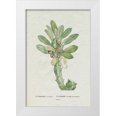 Redoute Succulent VI White Modern Wood Framed Art Print by Redoute, Pierre