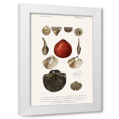 DOrbigny Sealife I White Modern Wood Framed Art Print by D Orbigny, M. Charles