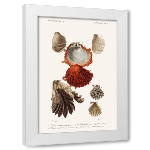 DOrbigny Sealife II White Modern Wood Framed Art Print by D Orbigny, M. Charles