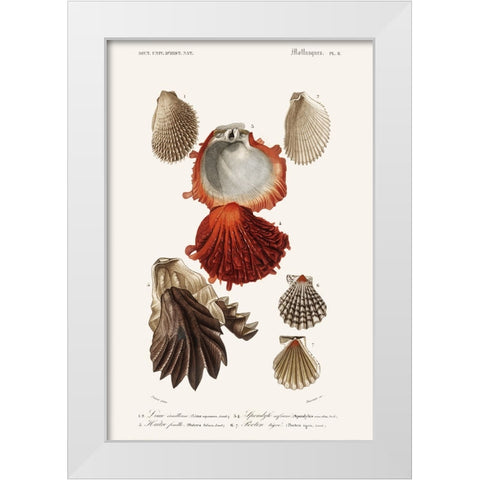DOrbigny Sealife II White Modern Wood Framed Art Print by D Orbigny, M. Charles