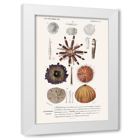 DOrbigny Sealife IV White Modern Wood Framed Art Print by D Orbigny, M. Charles