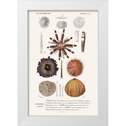 DOrbigny Sealife IV White Modern Wood Framed Art Print by D Orbigny, M. Charles