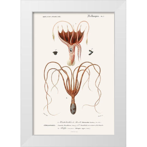 DOrbigny Sealife V White Modern Wood Framed Art Print by D Orbigny, M. Charles