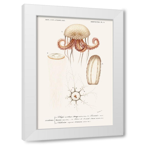 DOrbigny Sealife VI White Modern Wood Framed Art Print by D Orbigny, M. Charles