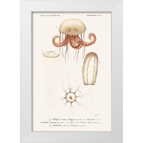 DOrbigny Sealife VI White Modern Wood Framed Art Print by D Orbigny, M. Charles