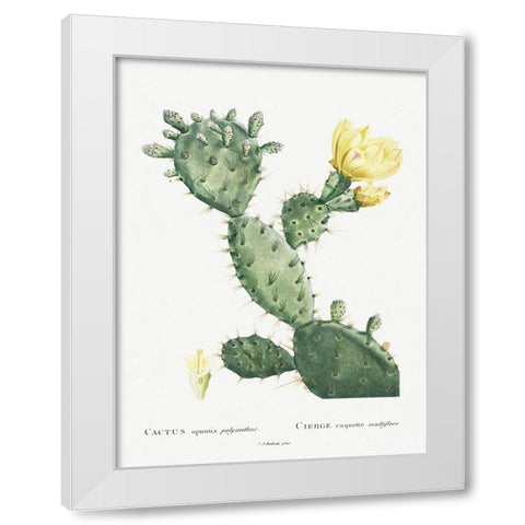 Redoute Cactus I White Modern Wood Framed Art Print by Redoute, Pierre