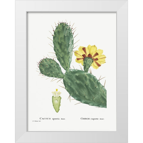 Redoute Cactus IV White Modern Wood Framed Art Print by Redoute, Pierre