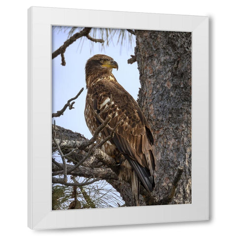 Juvenile Bald Eagle White Modern Wood Framed Art Print by Drost, David