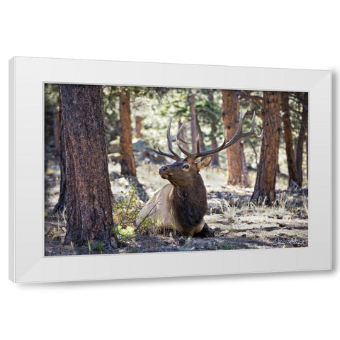 Elk in the Woods White Modern Wood Framed Art Print by Drost, David