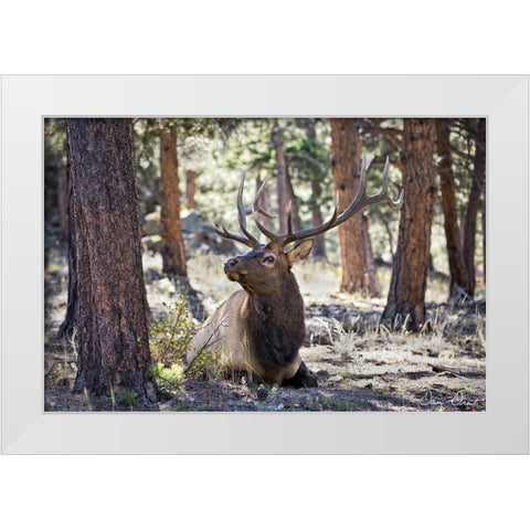Elk in the Woods White Modern Wood Framed Art Print by Drost, David
