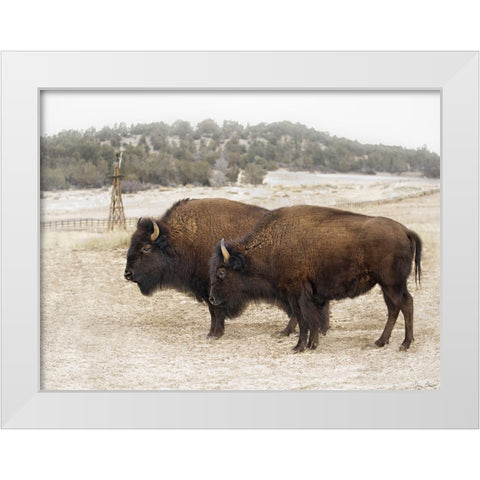 Twin Buffalo White Modern Wood Framed Art Print by Drost, David