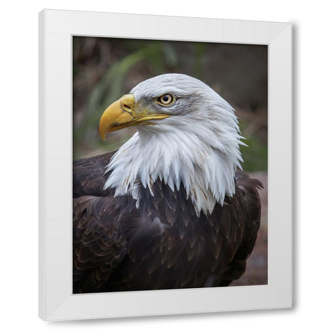 Adult Bald Eagle White Modern Wood Framed Art Print by Drost, David
