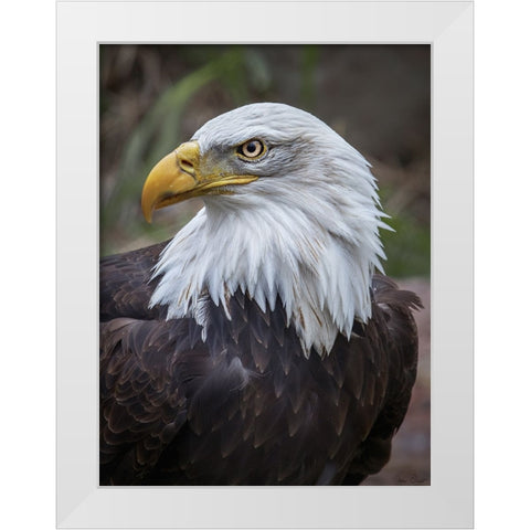 Adult Bald Eagle White Modern Wood Framed Art Print by Drost, David