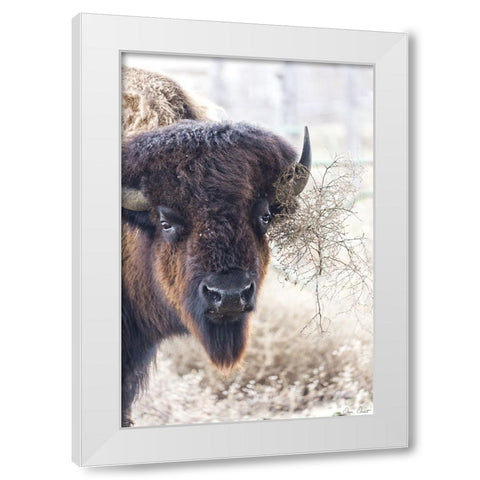 Standing Buffalo I White Modern Wood Framed Art Print by Drost, David