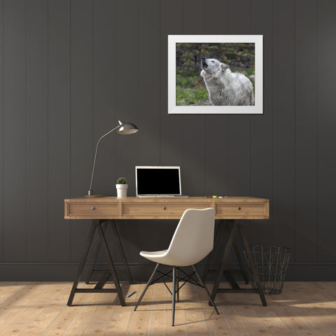 Howling Wolf White Modern Wood Framed Art Print by Drost, David