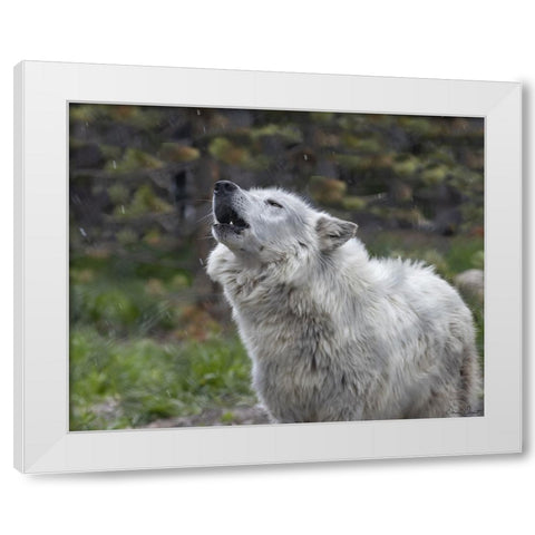 Howling Wolf White Modern Wood Framed Art Print by Drost, David