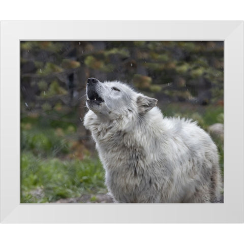 Howling Wolf White Modern Wood Framed Art Print by Drost, David