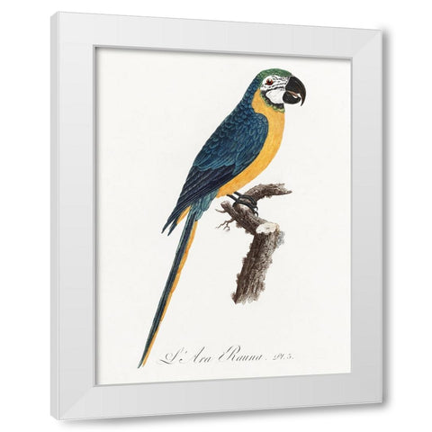 Levaillant Parrot I White Modern Wood Framed Art Print by Levaillant, Francois