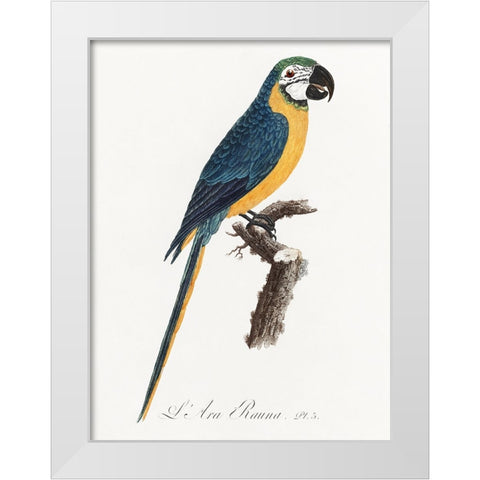 Levaillant Parrot I White Modern Wood Framed Art Print by Levaillant, Francois