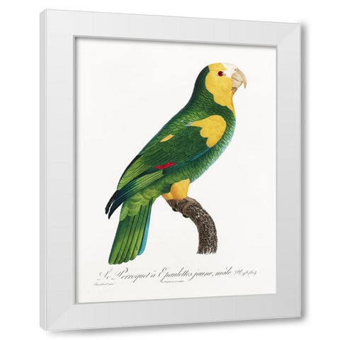 Levaillant Parrot III White Modern Wood Framed Art Print by Levaillant, Francois