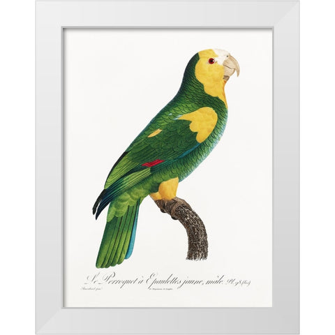 Levaillant Parrot III White Modern Wood Framed Art Print by Levaillant, Francois