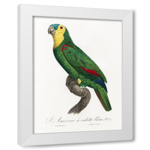 Levaillant Parrot IV White Modern Wood Framed Art Print by Levaillant, Francois
