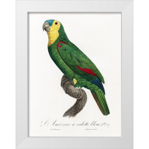 Levaillant Parrot IV White Modern Wood Framed Art Print by Levaillant, Francois