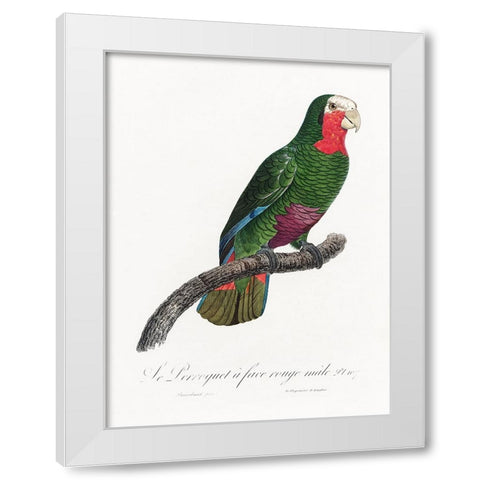 Levaillant Parrot V White Modern Wood Framed Art Print by Levaillant, Francois