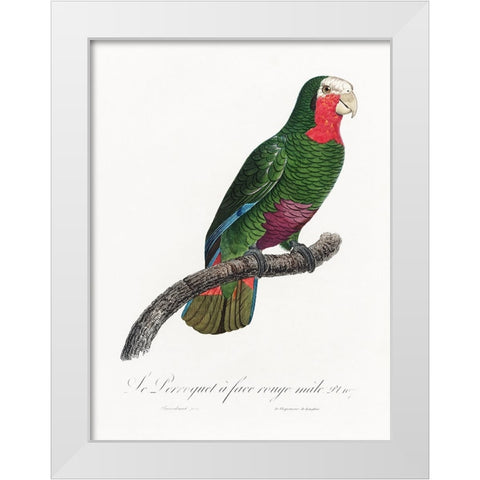 Levaillant Parrot V White Modern Wood Framed Art Print by Levaillant, Francois
