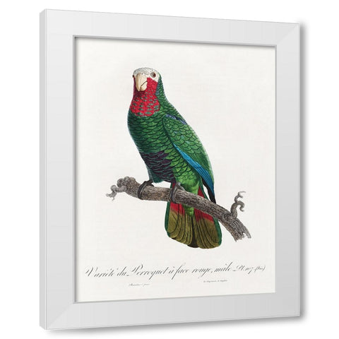 Levaillant Parrot VI White Modern Wood Framed Art Print by Levaillant, Francois