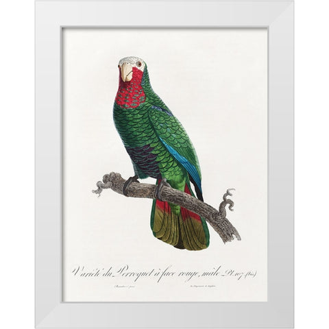 Levaillant Parrot VI White Modern Wood Framed Art Print by Levaillant, Francois