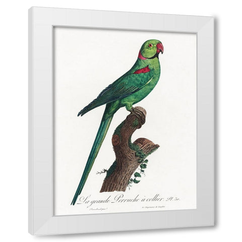 Levaillant Parrot VII White Modern Wood Framed Art Print by Levaillant, Francois