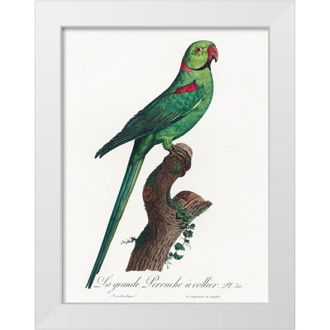 Levaillant Parrot VII White Modern Wood Framed Art Print by Levaillant, Francois