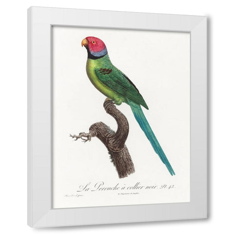 Levaillant Parrot VIII White Modern Wood Framed Art Print by Levaillant, Francois