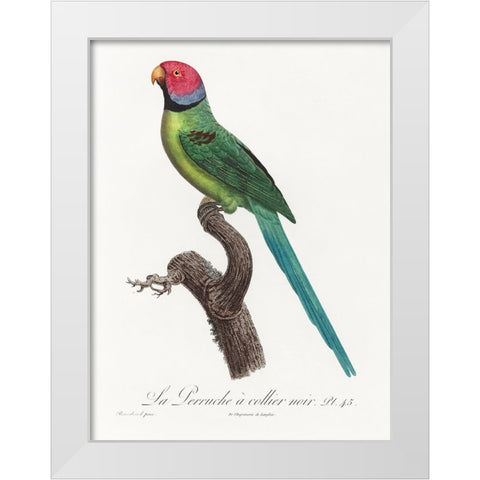 Levaillant Parrot VIII White Modern Wood Framed Art Print by Levaillant, Francois