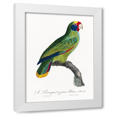 Levaillant Parrot IX White Modern Wood Framed Art Print by Levaillant, Francois